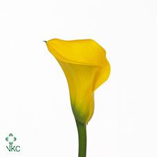 africa yellow calla lily