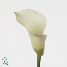 albertville white calla lily