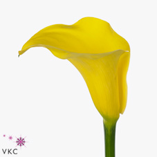 austral yellow calla lily