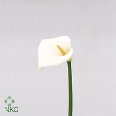 avalanche white calla lily