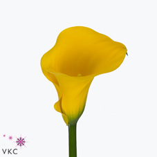 captain troy yellow calla lily
