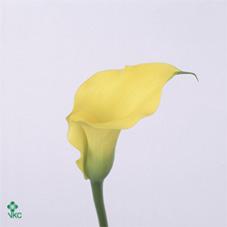 carola yellow calla lily