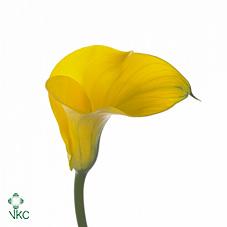 conca d'or yellow calla lily