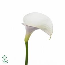 diva marina white calla lily