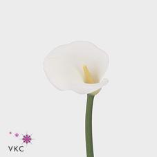 elegance white calla lily