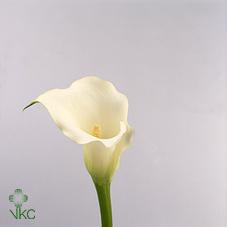 elegant swan white calla lily
