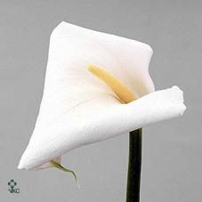febe white calla lily