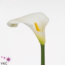 florence white calla lily