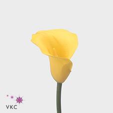 goldcup yellow calla lily