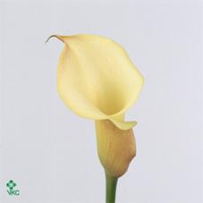 hazel marie yellow calla lily