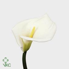 highwood white calla lily