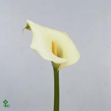 icetelli white calla lily