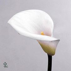 lady franck white calla lily