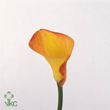 lady luck calla lily