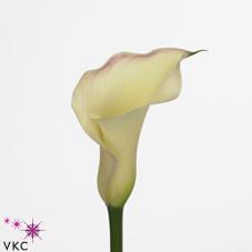 minerva white calla lily