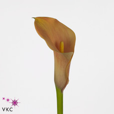 passionfruit calla lily