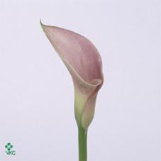 pink diamond calla lily