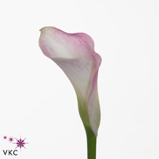 pink giant calla lily