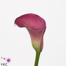 pink impression calla lily
