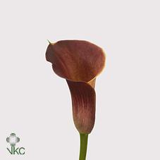 pink persuasion calla lily