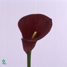purple sonali calla lily