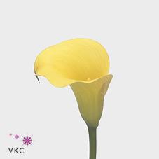 rembrandt yellow calla lily
