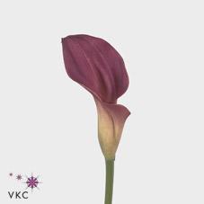rubylite rose calla lily