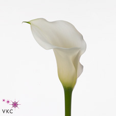 sapporo white calla lily