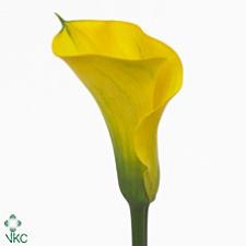 satima gold yellow calla lily