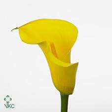serrada yellow calla lily