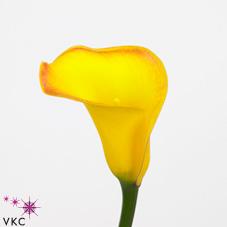 sundance yellow calla lily