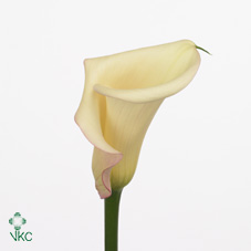 sweet heart white calla lily