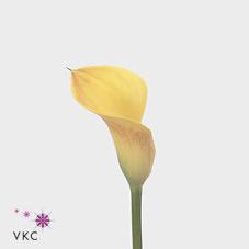 tahiti yellow calla lily
