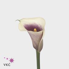 vermeer calla lily