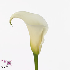 white ideal calla lily