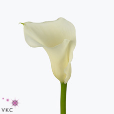 white sox calla lily