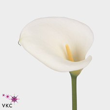 white virgin calla lily