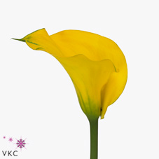 yellow giant calla lily